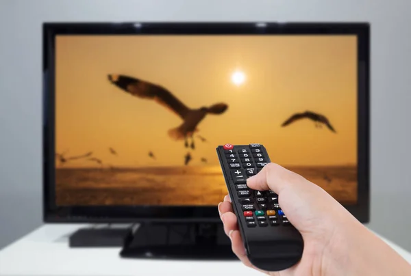 Hand met de afstandsbediening van de Tv met een scherm televisie en vogel — Stockfoto