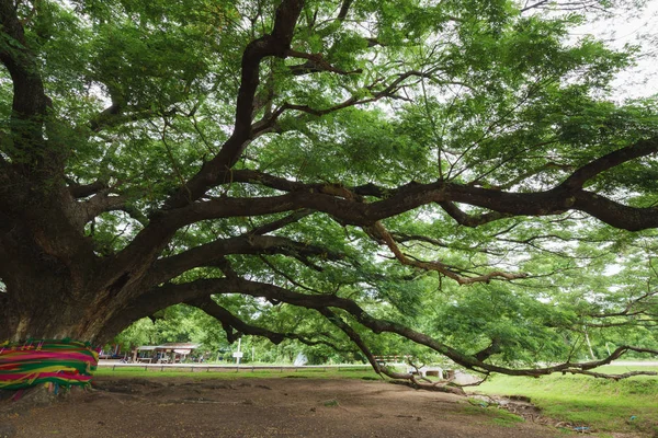 Filial da árvore gigante Monky Pod em Kanchanaburi, Tailândia — Fotografia de Stock