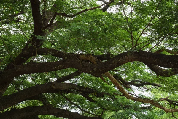 Kanchanaburi, Tayland için dev Monky Pod ağacının dalını — Stok fotoğraf