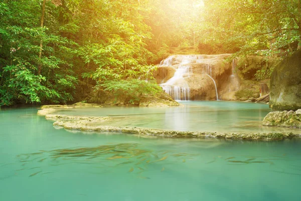 Neolissochilus stracheyi Seviye 1 Erawan şelale ben balık