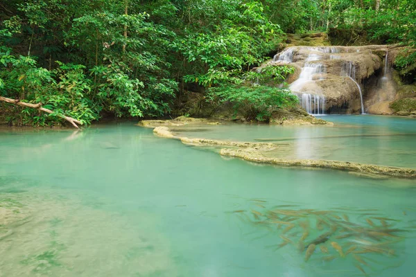 Neolissochilus stracheyi Seviye 1 Erawan şelale ben balık