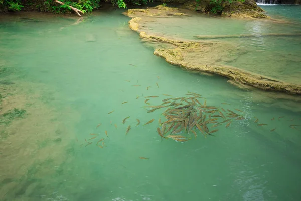 Neolissochilus stracheyi fish in Level 1 of Erawan Waterfall, Ka — Stock Photo, Image