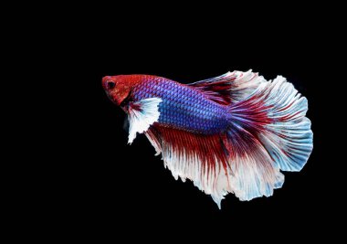 Siyam savaşçısı siyah arka planda balıklar