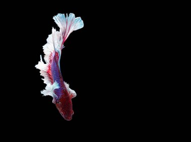 Siyam savaşçısı siyah arka planda balıklar