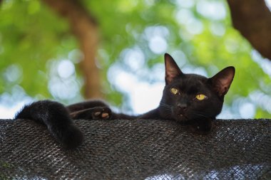 kara kedi ağaç