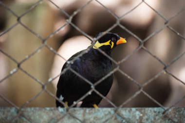Ortak Hill Myna kuş kafeste