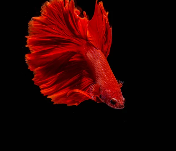 Rosso siamese combattendo pesce su sfondo nero — Foto Stock