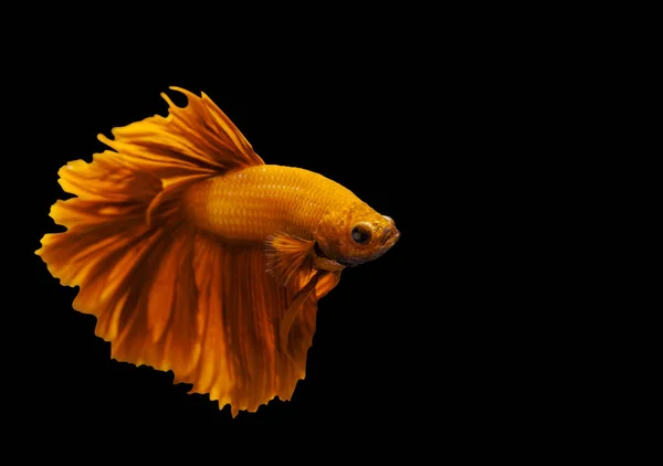 Peces siameses de combate amarillos sobre fondo negro —  Fotos de Stock