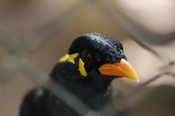 Птица Коммон Хилл Майна в клетке — стоковое фото