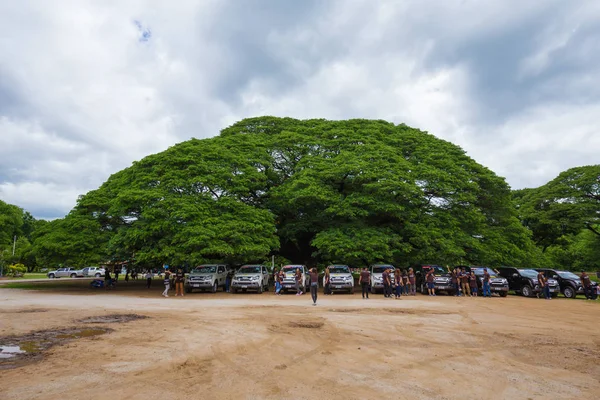 Árbol de bacalao gigante con personas visitadas —  Fotos de Stock