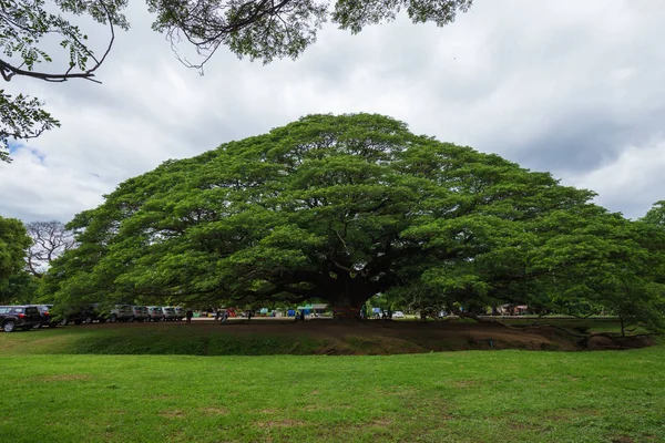 Pod gigante Monky árvore com as pessoas visitadas — Fotografia de Stock