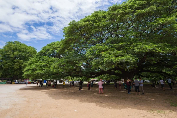 Giant Monky Pod träd med personer besökte — Stockfoto
