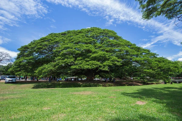 Гигантский Monky Pod Tree с посетителями — стоковое фото