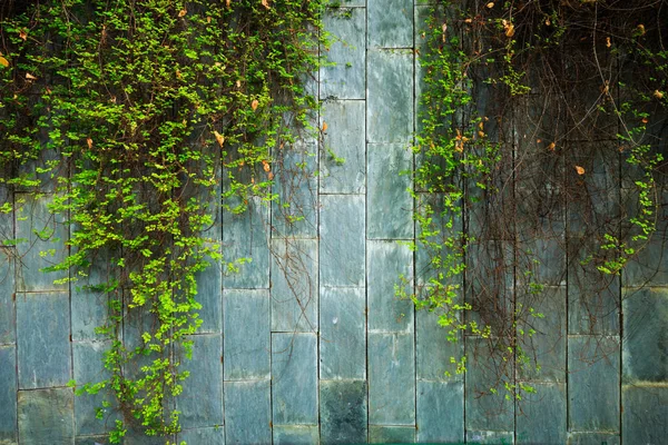 Vieux mur de pierre avec lierre vert au passage souterrain à Fort Ca — Photo