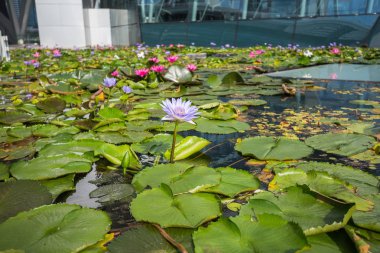 Lotus çiçeği gölet marina defne ön, Singapur