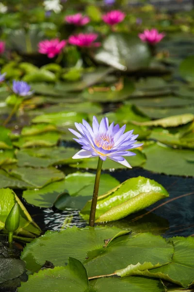 Lotus flower in pond at marina bay front, Singapore — Stock Photo, Image