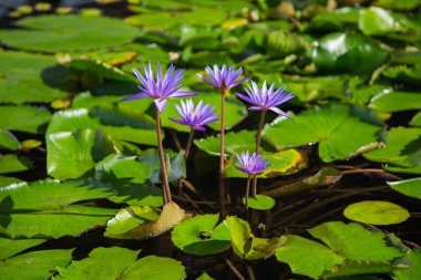 Lotus çiçeği gölet marina defne ön, Singapur