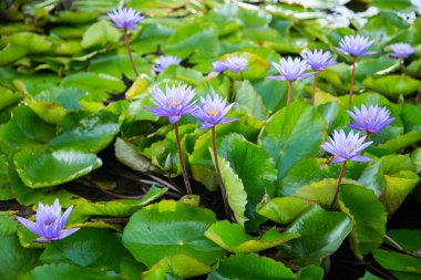 Lotus çiçeği gölet marina defne ön, Singapur