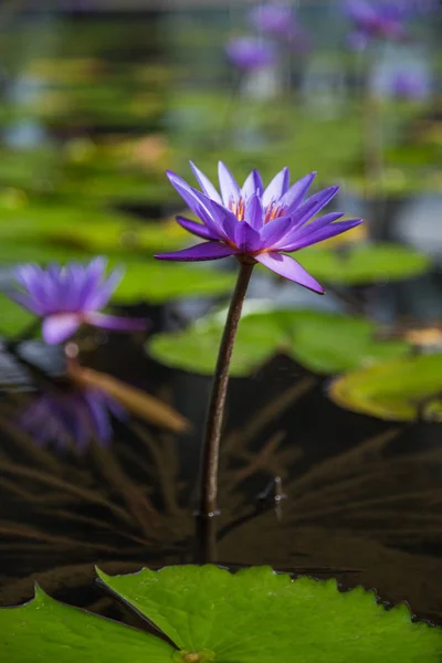 Lotusblomma i dammen framtill marina bay, Singapore — Stockfoto
