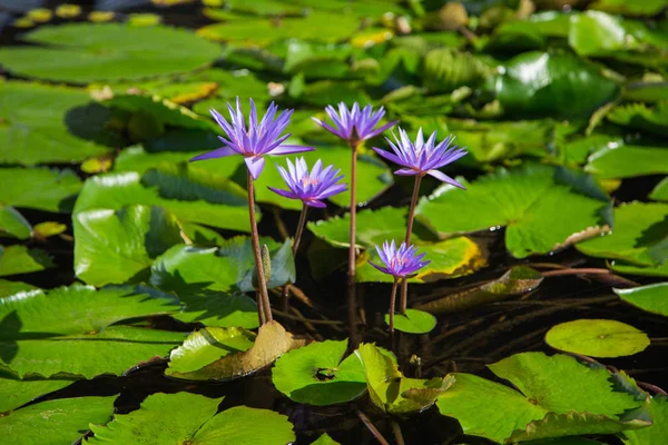 Lotus çiçeği gölet marina defne ön, Singapur
