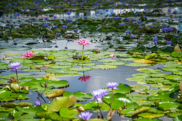 Lotus flower in pond at marina bay front, Singapore — Stock Photo, Image