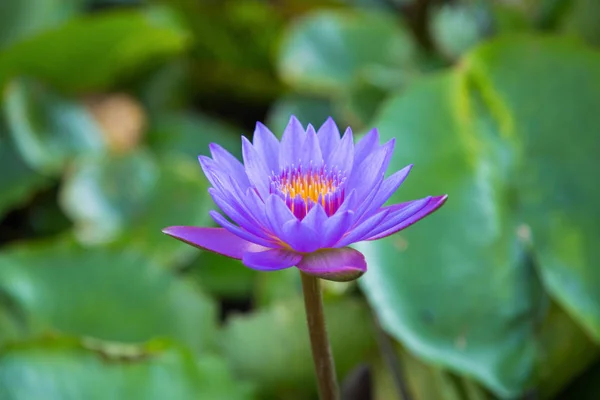 Lotus flower in pond at marina bay front, Singapore — Stock Photo, Image