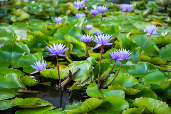 Lotus çiçeği gölet marina defne ön, Singapur