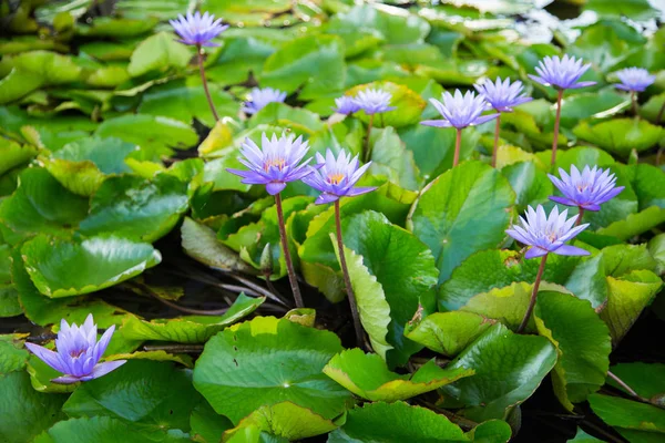 Lotus çiçeği gölet marina defne ön, Singapur