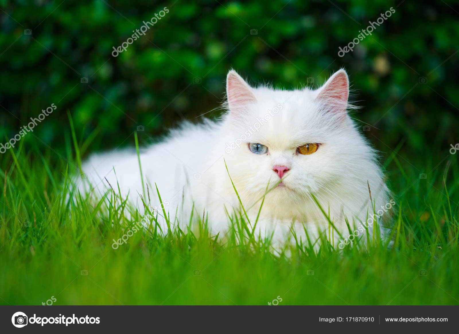 Breeds White Kitten With Green Eyes Cat Colors Types Of Persian - Main Image