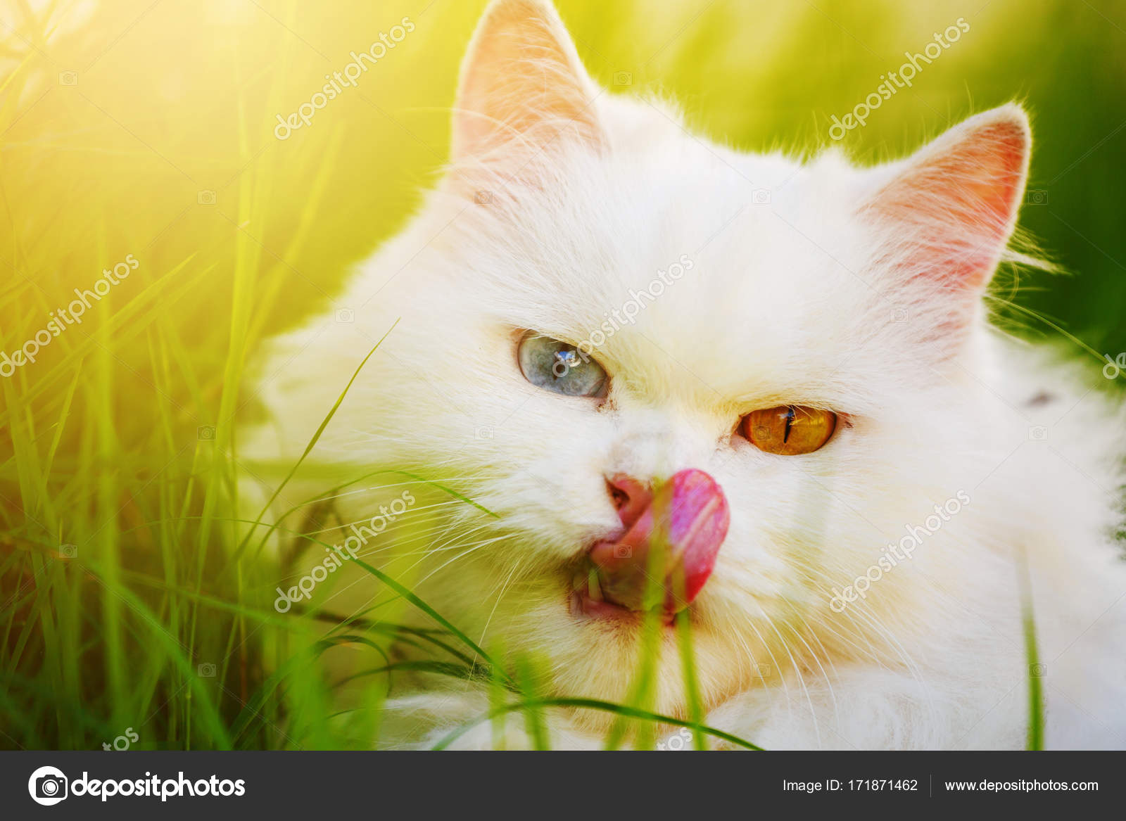 Chat Persan Blanc Avec 2 Yeux De Couleur Différente