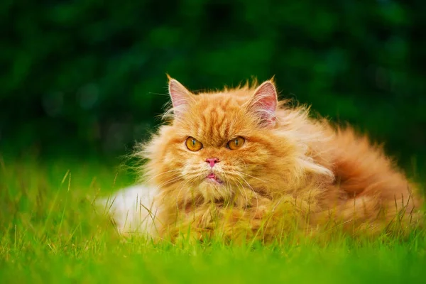 芝生のフィールドに茶色のペルシャ猫 — ストック写真
