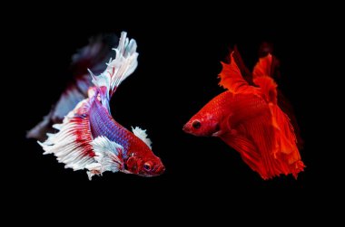 siyah arka plan üzerine iki Siyam mücadele balık