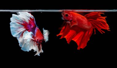 siyah arka plan üzerine iki Siyam mücadele balık