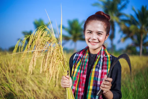 Vrouw landbouwproducent met gebruikmaking van de sikkel te oogsten rijst in veld — Stockfoto