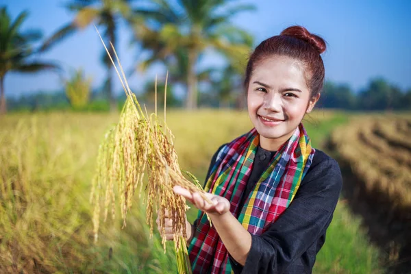 Agricultora sosteniendo arroz en el campo —  Fotos de Stock