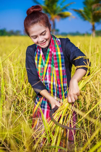 Žena zemědělce pomocí SRP na sklizeň rýže v poli — Stock fotografie