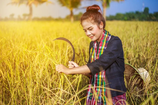 Vrouw landbouwproducent met gebruikmaking van de sikkel te oogsten rijst in veld — Stockfoto