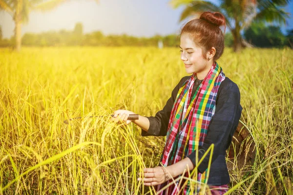 Nő mezőgazdasági termelő, hogy szüret rizs mező használata — Stock Fotó