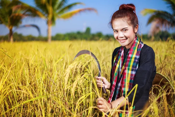 Agricultora que usa hoz para cosechar arroz en el campo —  Fotos de Stock