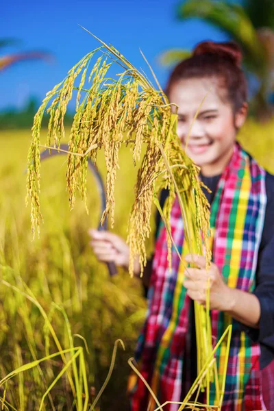 Zlatá rýže v rukou ženy, farmář — Stock fotografie