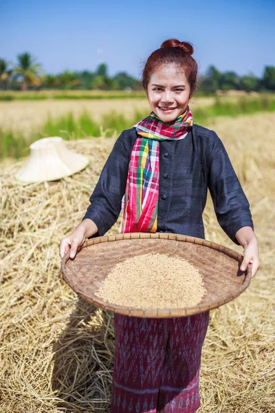 Farmář žena Vytloukal rýže v poli — Stock fotografie