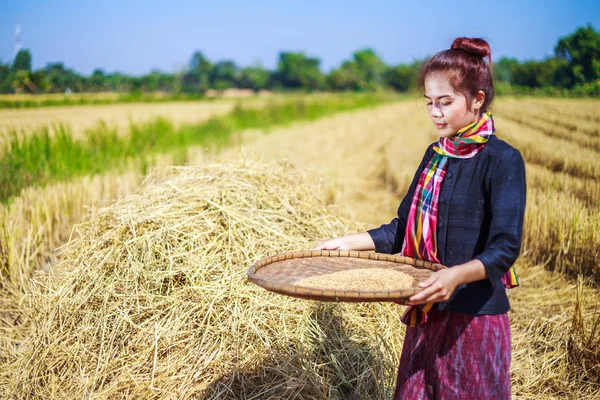 Agricultora trilló arroz en el campo —  Fotos de Stock