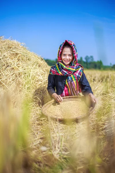 Farmář žena Vytloukal rýže v poli — Stock fotografie