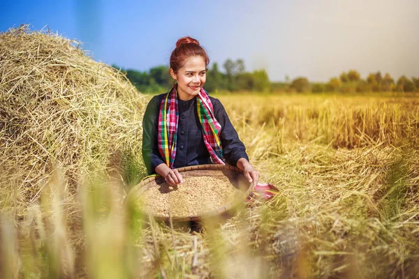 Farmer woman threshed rice in field — Stock Photo, Image