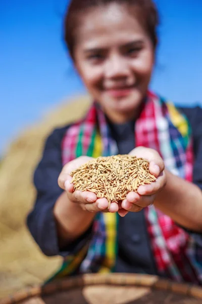 Neloupaná rýže v ruce žena farmáře — Stock fotografie