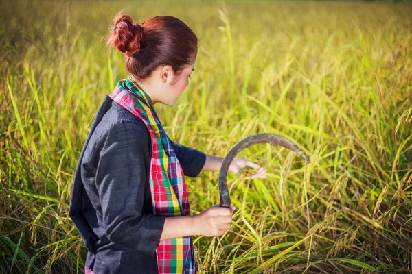 Woman farmer using sickle to harvesting rice in field — Stock Photo, Image