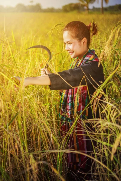 Woman farmer using sickle to harvesting rice in field — Stock Photo, Image