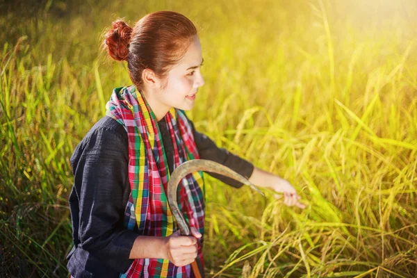 Woman farmer using sickle to harvesting rice in field — Stock Photo, Image