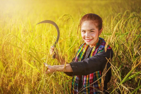 Woman farmer using sickle to harvesting rice in field — Stock Photo, Image