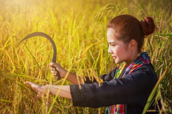 Woman farmer using sickle to harvesting rice in field — Stock Photo, Image